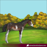 Horse Color:Brown Sabino 