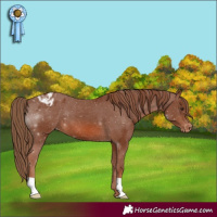 Horse Color:Chestnut Appaloosa 