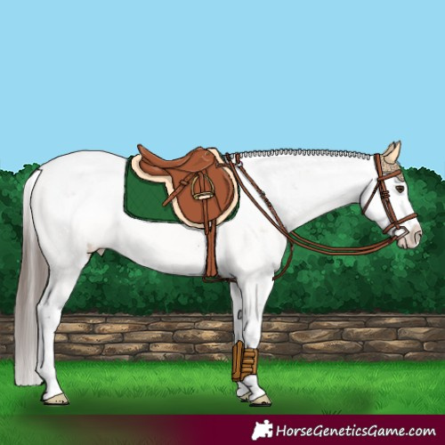 Horse Color:Classic Champagne Sabino 