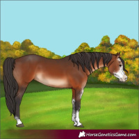 Horse Color:Brown Sabino