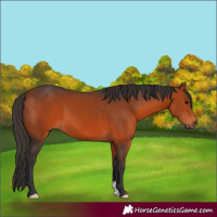 Horse Color:Bay 