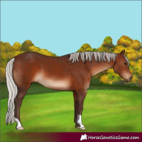 Horse Color:Silver Brown 