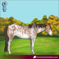 Horse Color:Bay Sabino Appaloosa