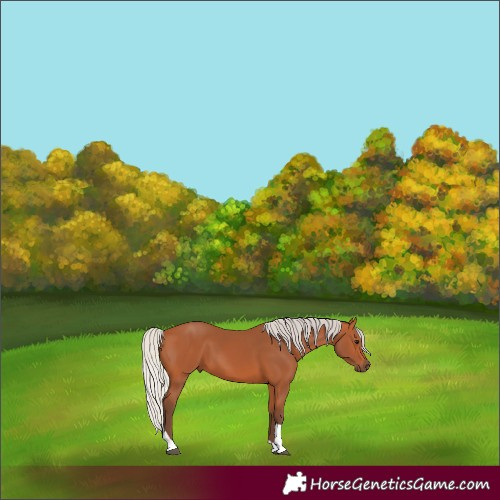Horse Color:Silver Bay Tobiano 