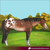 Horse Color:Brown Appaloosa Rabicano 