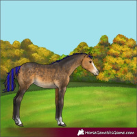 Horse Color:Painted Buckskin 