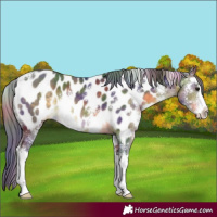 Horse Color:Nacre Buckskin Sabino Near Leopard 