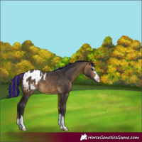 Horse Color:Painted Buckskin Appaloosa 