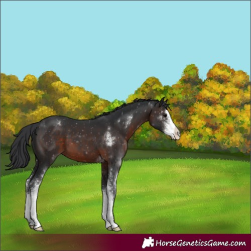Horse Color:Brown Sabino