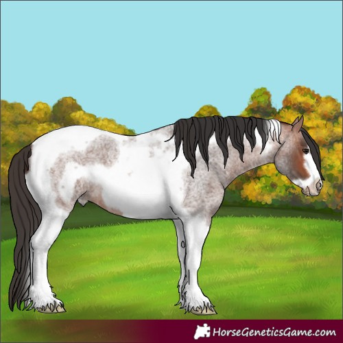 Horse Color:Bay Roan Tobiano Frame 