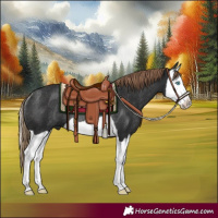 Horse Color:Liver Chestnut Splash Rabicano 