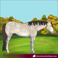 Horse Color:Buckskin Ice Dun 