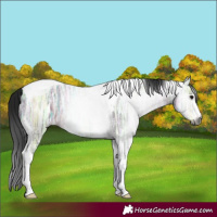 Horse Color:Gray Brown Ice Tobiano