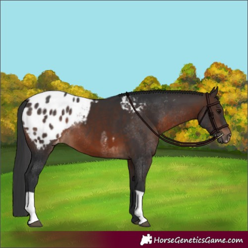 Horse Color:Brown Rabicano  and Brown Appaloosa Rabicano 