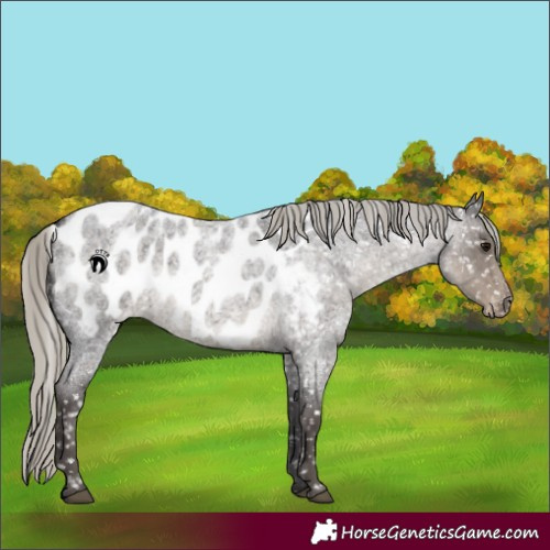 Horse Color:Silver Smoky Blue Roan Near Leopard 
