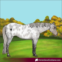 Horse Color:Silver Smoky Blue Roan Near Leopard