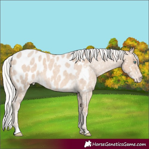 Horse Color:Silver Smoky Creme Roan Appaloosa 