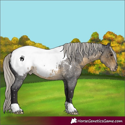 Horse Color:Silver Smoky Blue Roan Appaloosa 