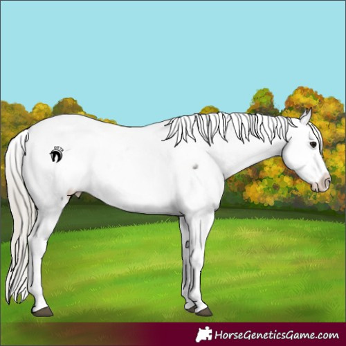 Horse Color:Silver Smoky Blue Roan Appaloosa