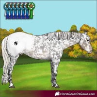 Horse Color:Silver Smoky Blue Roan Near Fewspot 