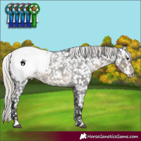 Horse Color:Silver Smoky Blue Roan Near Fewspot