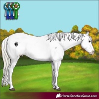 Horse Color:Silver Smoky Blue Roan Appaloosa 