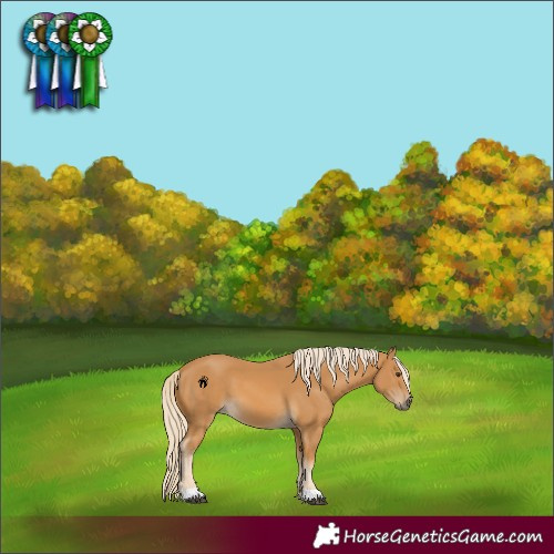 Horse Color:Palomino 