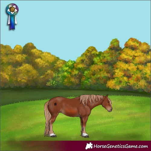 Horse Color:Chestnut 