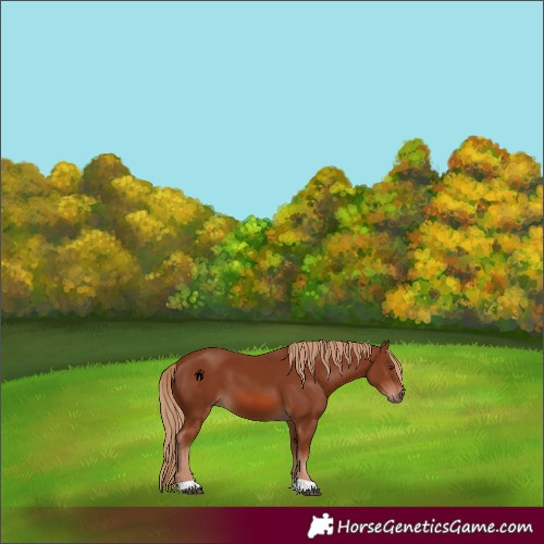 Horse Color:Chestnut 