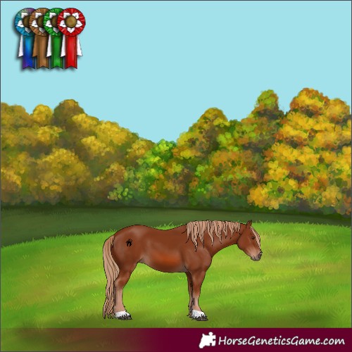 Horse Color:Chestnut 