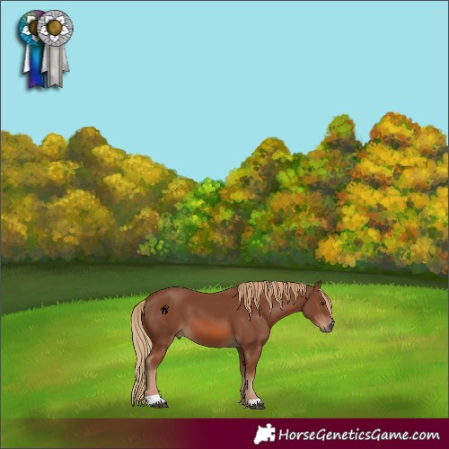 Horse Color:Chestnut 