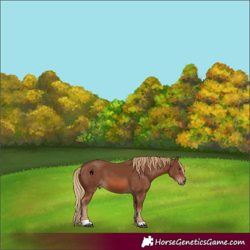Horse Color:Chestnut 