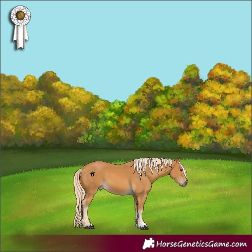 Horse Color:Palomino 