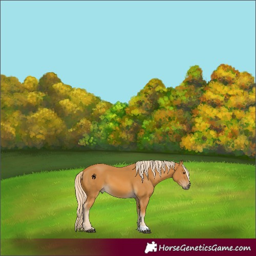 Horse Color:Palomino 