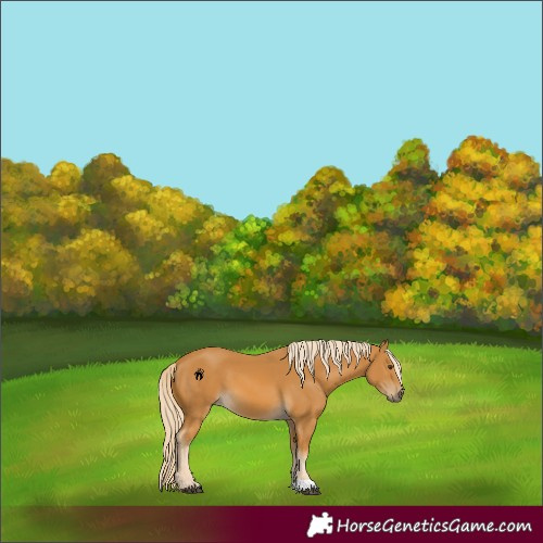 Horse Color:Palomino
