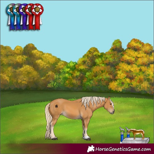 Horse Color:Palomino 