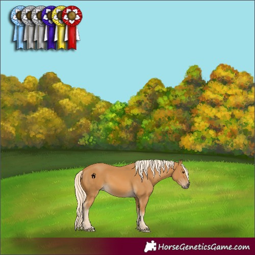 Horse Color:Palomino 