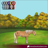 Horse Color:Palomino 