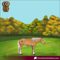 Horse Color:Palomino 