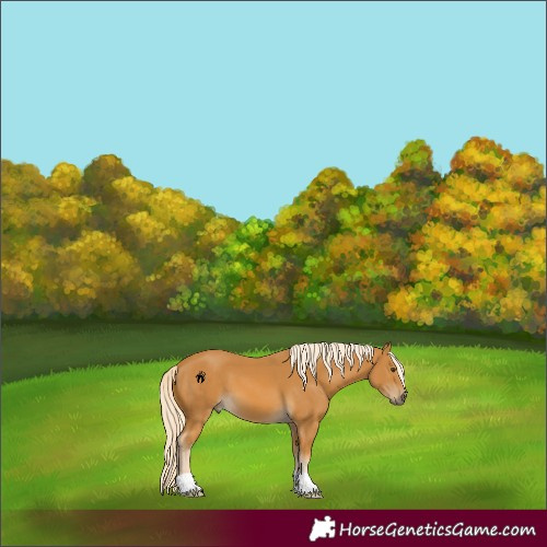 Horse Color:Palomino 