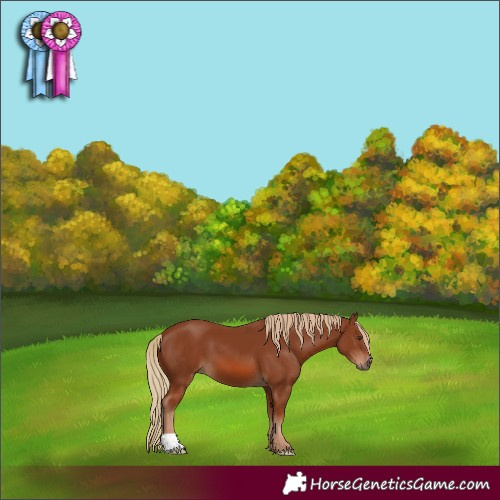 Horse Color:Chestnut 