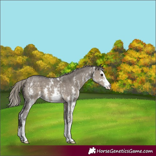 Horse Color:Silver Smoky Grullo Sabino 