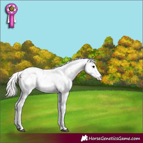 Horse Color:Silver Grullo Sabino 