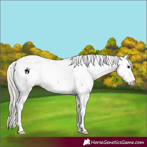 Horse Color:Silver Smoky Grullo Sabino 