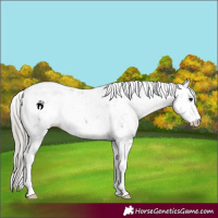 Horse Color:Silver Smoky Grullo Sabino