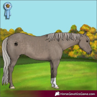 Horse Color:Silver Grullo 