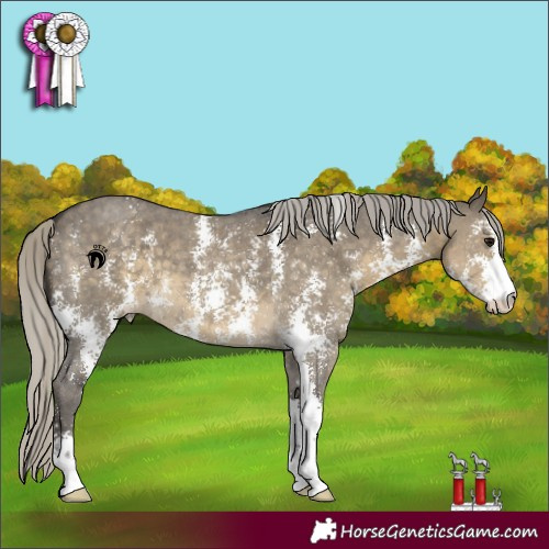 Horse Color:Silver Smoky Grullo Sabino 