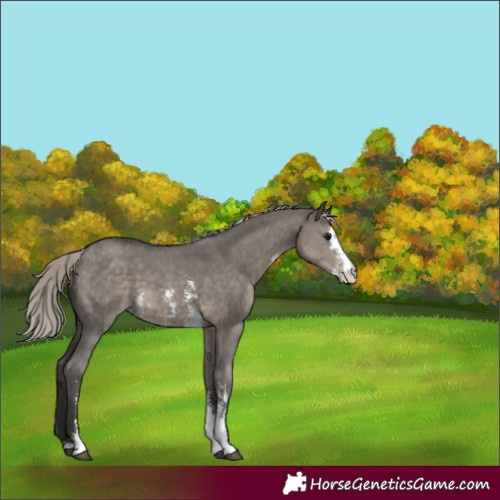 Horse Color:Silver Smoky Grullo Sabino 