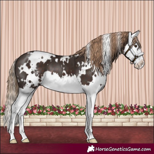 Horse Color:White Spotted Liver Chestnut Sabino Splash 