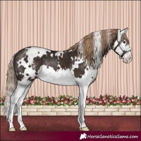 Horse Color:White Spotted Liver Chestnut Sabino Splash 